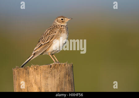 A Common Skylark (Aluada arvensis) perched on post in early morning light, Rye Harbour nature reserve, East Sussex, UK Stock Photo