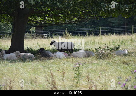 One sheep standing up with sleeping sheep surrounding it in a field under a tree Stock Photo