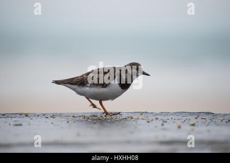 Turnstone in St Ives Stock Photo