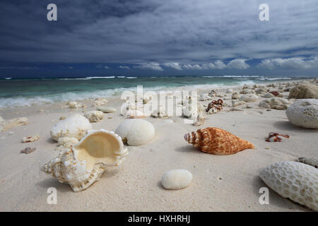 Natural conch shells on the tropical beach, Christmas Island, Kiribati Stock Photo