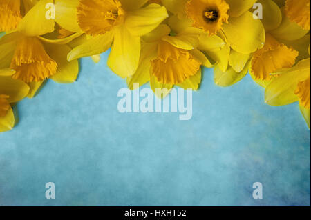 Amazing grunge background with Yellow flowers daffodils on turquoise texture. Beautiful Colorful Greeting Card for Mothers Day, Birthday, March 8. Top view, Flat lay. Horizontal Image With Copy Space Stock Photo