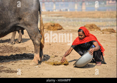 A young woman collecting dung from a water buffalo, India Stock Photo