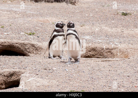 Magellanic Penguin colony of Punta Tombo, one of the largest in the world, Patagonia, Argentina. Photo taken on: November 14th, 2013 Stock Photo