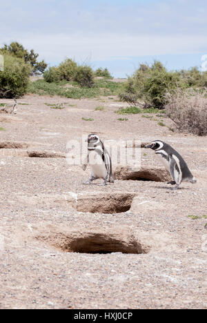 Magellanic Penguin colony of Punta Tombo, one of the largest in the world, Patagonia, Argentina. Photo taken on: November 14th, 2013 Stock Photo