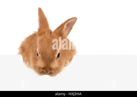 A beautiful fluffy redhead rabbit looks down from behind a gray background Stock Photo