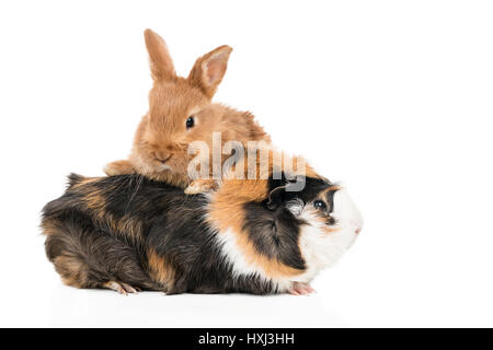 Beautiful redheaded rabbit climbed a multicolored guinea pig isolated on a white background Stock Photo