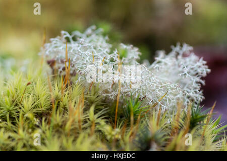 Reindeer lichen (Cladonia rangiferina). Highly branched light-coloured, fruticose lichen in the family Cladoniaceae, growing amongst moss on Dartmoor Stock Photo