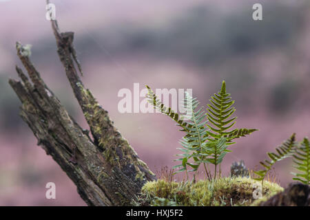 Polypody (Polypodium vulgare) and moss on branch. Fronds of true fern in the family Polypodiaceae, also known as rockcap fern, showing sori Stock Photo