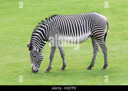zebra stripes Stock Photo