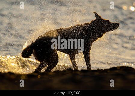 Hamburg, Germany. 28th Mar, 2017. A dog shakes off water after plunging into the Elbe river at sunset in Hamburg, Germany, 28 March 2017. Photo: Axel Heimken/dpa/Alamy Live News Stock Photo