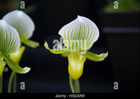 Lawrence and Lindley Halls, Westminster, London, UK. 29th March 2017. The London Spring Plant and Orchid shows open in a blaze of colour celebrating Spring in the heart of the city. Credit: Malcolm Park editorial/Alamy Live News.