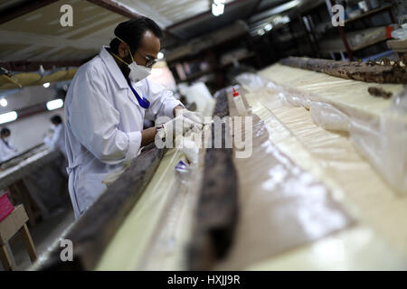 Giza, Egypt. 29th March 2017. An archaeologist works on parts of the second solar boat of Pharaoh Khufu at the restoration laboratory located in Giza, Egypt on March 29, 2017. Egypt opened its largest on-site antiquities laboratory to restore Pharaoh Khufu's second solar boat. King Khufu was a famous fourth dynasty Pharaoh who built the great Khufu Pyramid. His solar boat was designed to ferry him to the afterlife according to ancient Egyptian beliefs. Credit: Xinhua/Alamy Live News Stock Photo