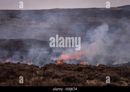 A lone worker extinguishes back fires as heather burns on a hillside during a muirburn on a heather moorland near Inverness. A muirburn is controlled heather fire and is considered an important land management practice. Stock Photo