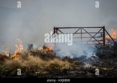 Heather burns around a metal gate on a hillside during a muirburn on moorland near Inverness. Muirburn is controlled heather burning and is considered an important land management practice. Stock Photo