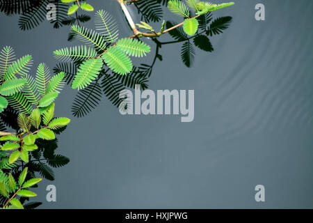 Mimosa grow in clean water with beautiful soft shadow Stock Photo