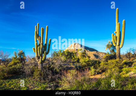 A landscape view of desert cactus vegetation in the Tonto National Forest, Arizona, USA. Stock Photo