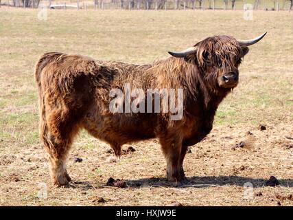 West Highland Bull in a Farmer's Field Stock Photo