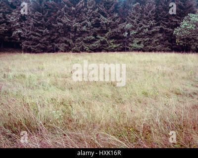 Forest trees and meadow, simple natural background backdrop, without sky, nearly just duo chrome or duotone, two-thirds, big copy space. green and mag Stock Photo