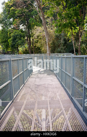 Canopy Walk in a Subtropical Forest Stock Photo