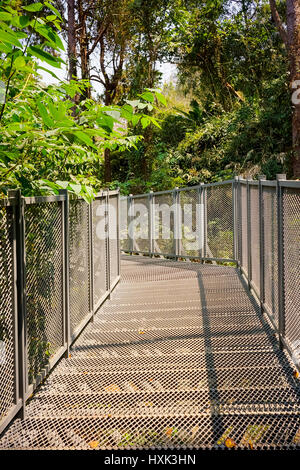Canopy Walk in a Subtropical Forest Stock Photo