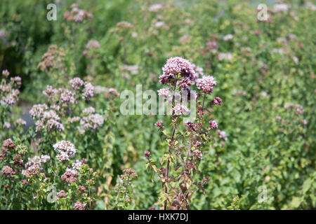 oregano flowers in a field (origanum vulgare) Stock Photo