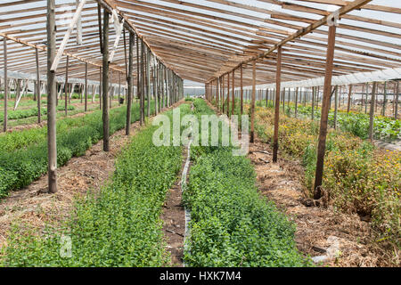 Mint plant (mentha spicata) growing in a greenhouse Stock Photo