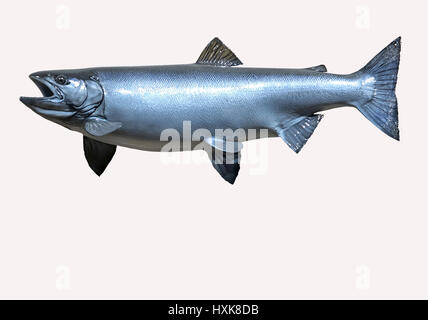 Mounted Sockeye Salmon on a white background. Stock Photo