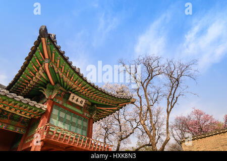 Spring Cherry Blossom at Changdeokgung Palace, Seoul, South Korea Stock Photo