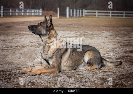 German shepherd dog laying down in a gravel area. Stock Photo