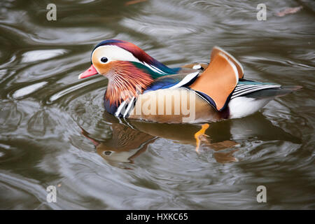 Male Mandarin Duck Stock Photo