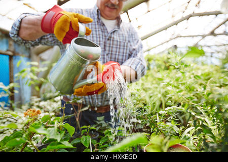 Senior Gardener Watering Plants in Glasshouse Stock Photo