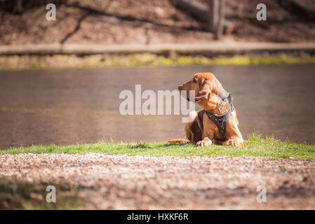 Bloodhound dog laying down in front of water Stock Photo
