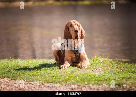 Bloodhound dog laying down in front of water Stock Photo