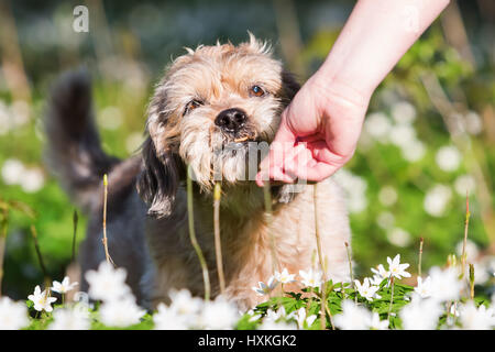 young woman gives her dog who is sitting between thimbleweeds a treat Stock Photo