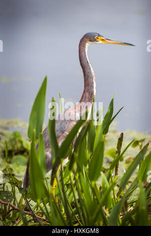Tri color heron standing in front of leaves with water in the background Stock Photo