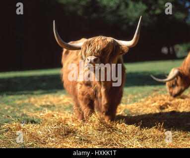 Highland cattle feeding, Highland, Scotland, United Kingdom Stock Photo