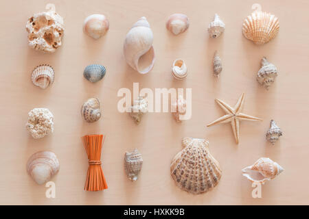Ornamental composition made from seashells and shellfishes on light wooden background Stock Photo