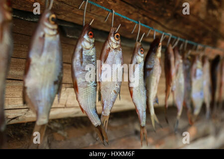 fish drying on rope Stock Photo