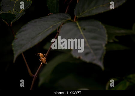 Weevil beetle climbing up a tree branch in the rain forest of Mulu National Park with dark background. Stock Photo