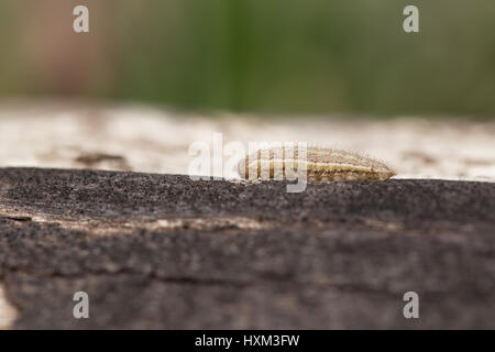 Ringlet butterfly larva Stock Photo