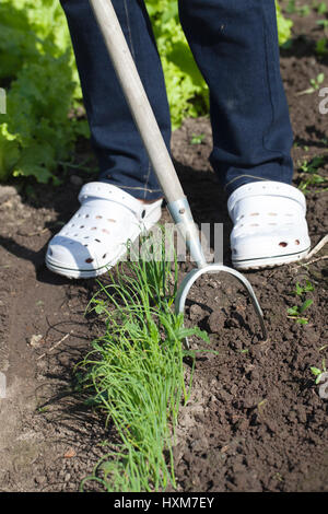 Weeding Onions Weeding of small onions Stock Photo - Alamy