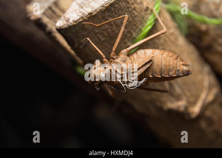 Insect molting cicada metamorphosis (Latin Cicadidae) grow up to adult insect on tree in nature. Stock Photo