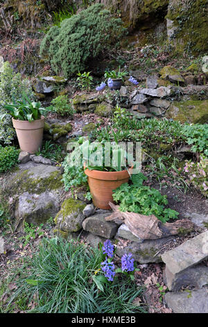 Tulip bulbs about to burst into flower in terracotta pots and purple hyacinths in March in a rock garden spring Carmarthenshire Wales UK  KATHY DEWITT Stock Photo