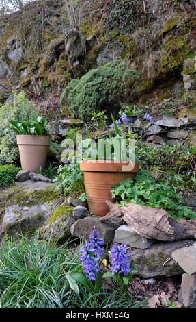 Tulips bulbs planted plants in terracotta pots pot and purple hyacinths in a rockery rock garden in Spring, Carmarthenshire Wales UK  KATHY DEWITT Stock Photo