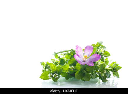 Bunch of flowers with crocuses on white background Stock Photo