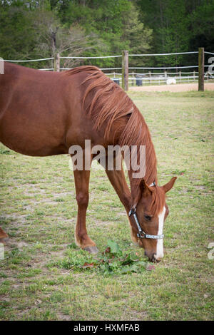 older brown and white mature horse in pasture Stock Photo - Alamy