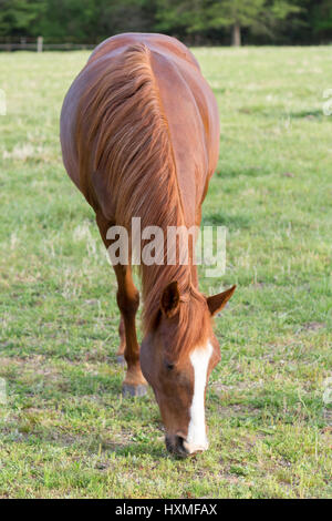 older brown and white mature horse in pasture Stock Photo - Alamy