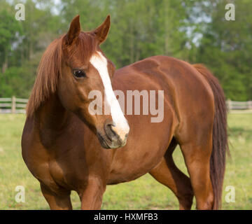 older brown and white mature horse in pasture Stock Photo - Alamy