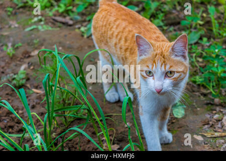 brown and white wild cat walking towards and looking at the camera ina hunting and alert look