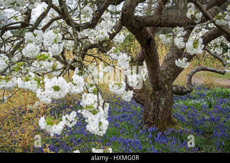 Grape hyacinth {Muscari armeniacum} flowering in garden under Japanese flowering cherry tree (Prunus shirotae) UK Stock Photo